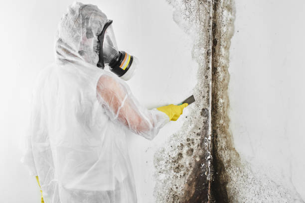 Home Mold Removal in Oregon, WI